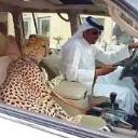 Arabuu_Sheikass