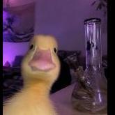 Big_Bud